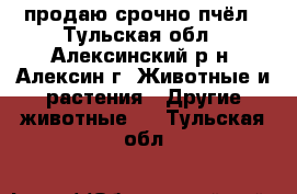 продаю срочно пчёл - Тульская обл., Алексинский р-н, Алексин г. Животные и растения » Другие животные   . Тульская обл.